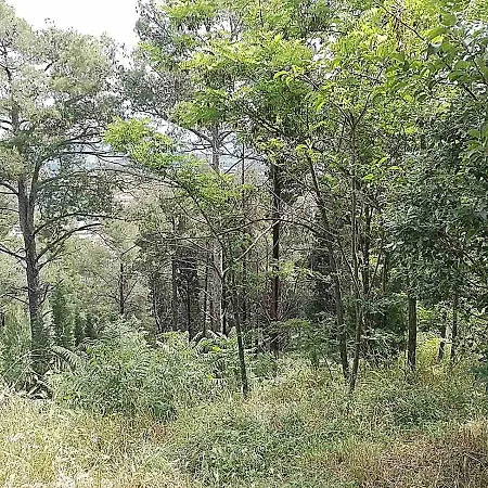 Renta