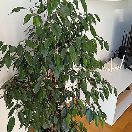Renta Apartment